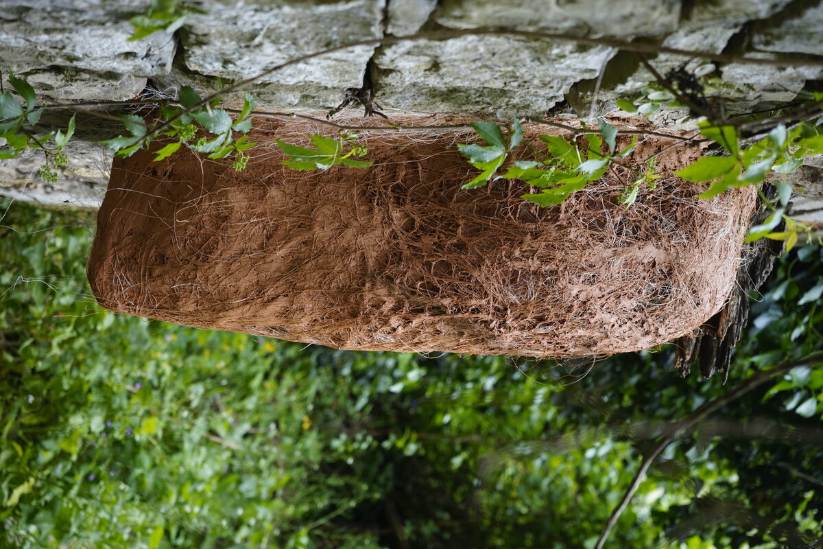 Semiostalgia P0013 — Sculpture fraîche, en terre crue, sable, filasse végétale, paille, grillage à poule, sur mur de pierre calcaire, Saint-Antonin-Noble-Val