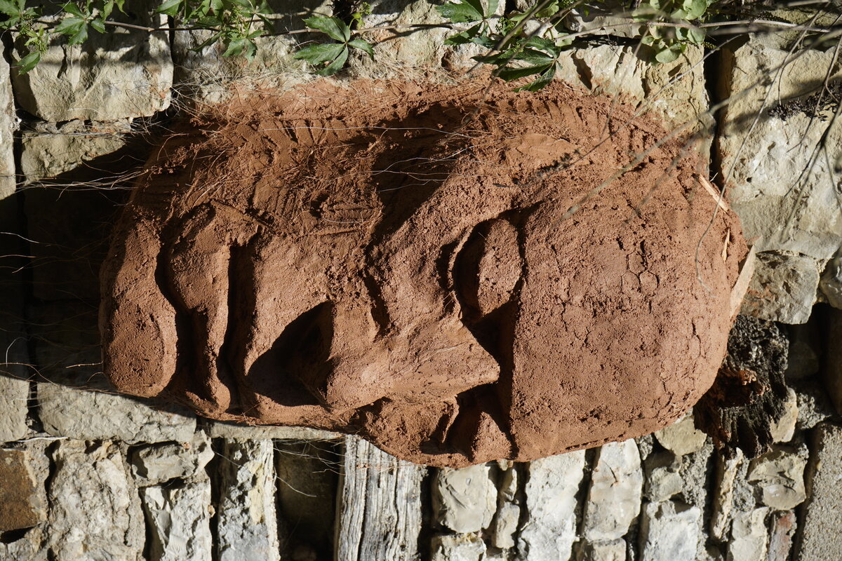 Semiostalgia P0013 — Sculpture fraîche, en terre crue, sable, filasse végétale, paille, grillage à poule, sur mur de pierre calcaire, Saint-Antonin-Noble-Val