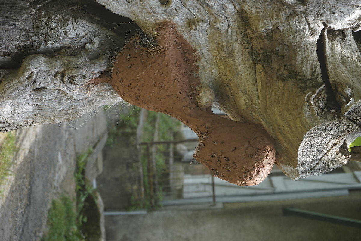 Semiostalgia P0014 — Sculpture fraîche, en terre crue, filasse végétale, grillage à poule, Saint-Antonin-Noble-Val