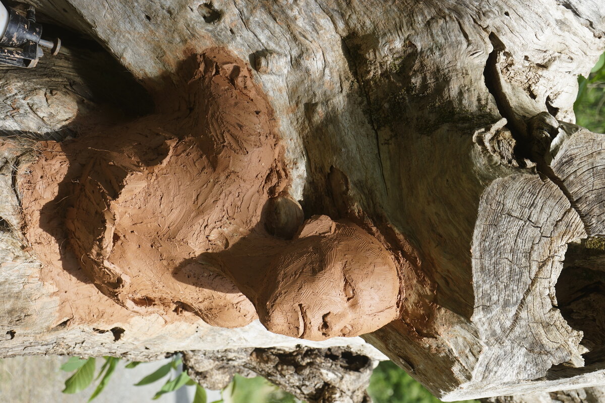 Semiostalgia P0014 — Sculpture fraîche, en terre crue, filasse végétale, grillage à poule, Saint-Antonin-Noble-Val