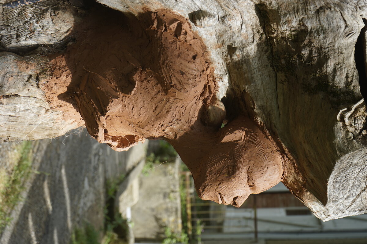 Semiostalgia P0014 — Sculpture fraîche, en terre crue, filasse végétale, grillage à poule, Saint-Antonin-Noble-Val